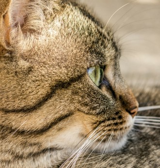 Where cats wander