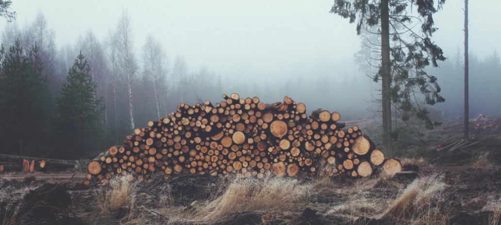 Wood Pile