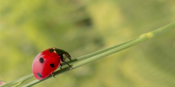 Life of a Lady Bug