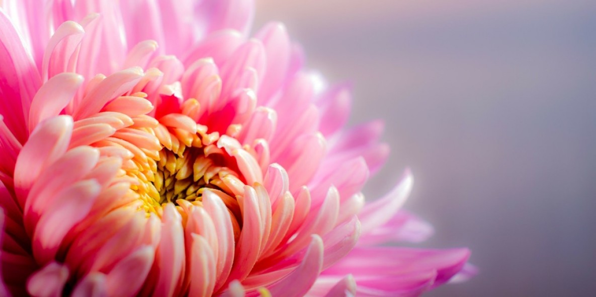 Perfect Chrysanthemum