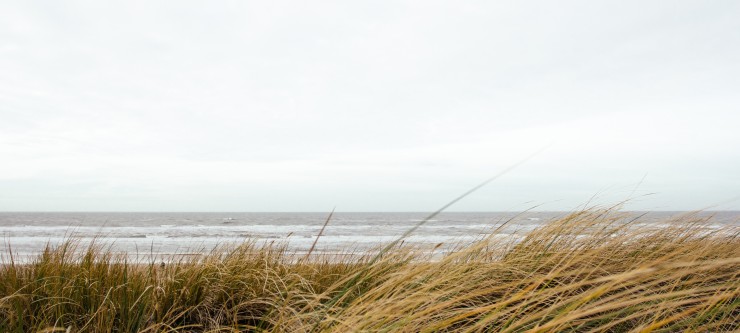 Ocean meets the field