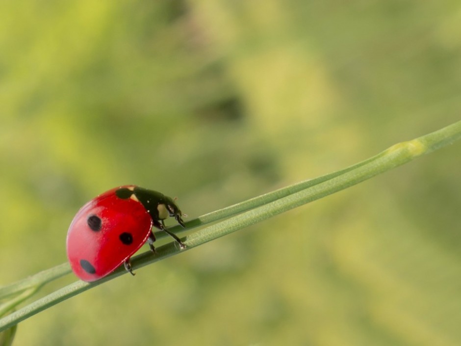 Life of a Lady Bug