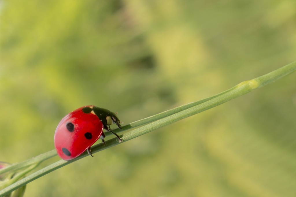 Life of a Lady Bug