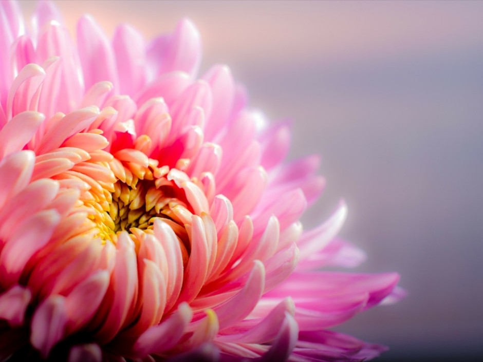 Perfect Chrysanthemum
