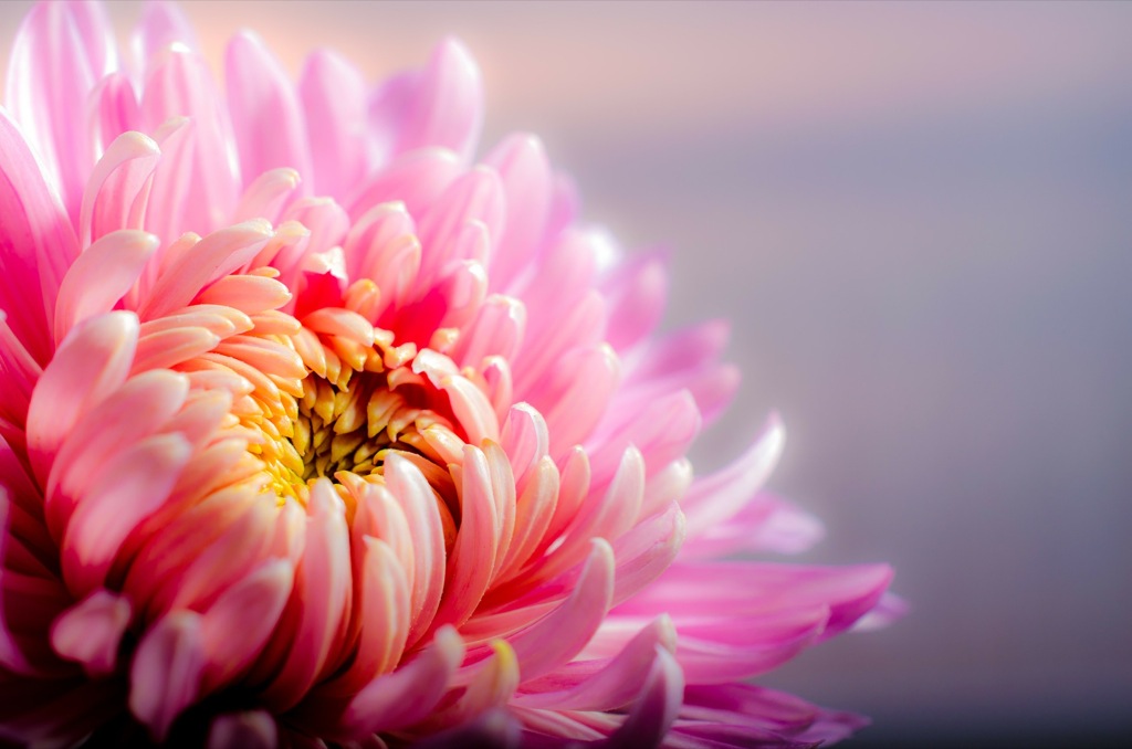 Perfect Chrysanthemum