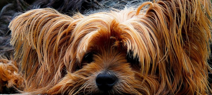 Pooch Power