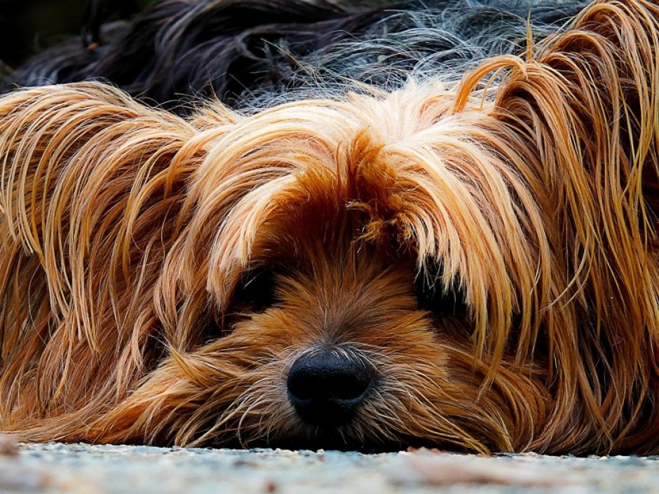 Pooch Power