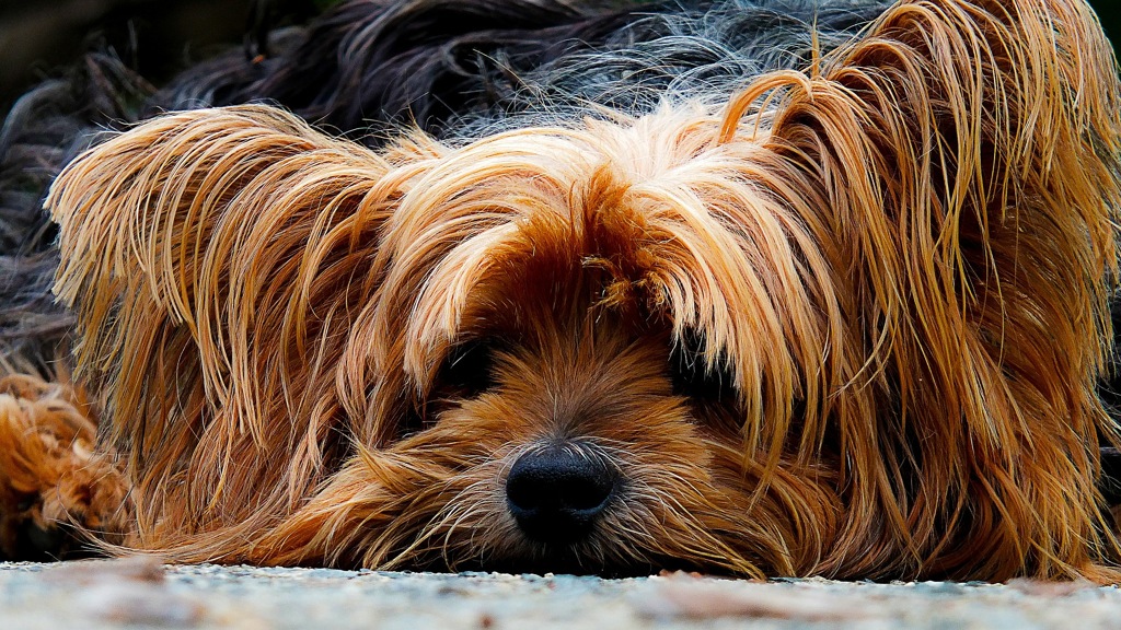 Pooch Power