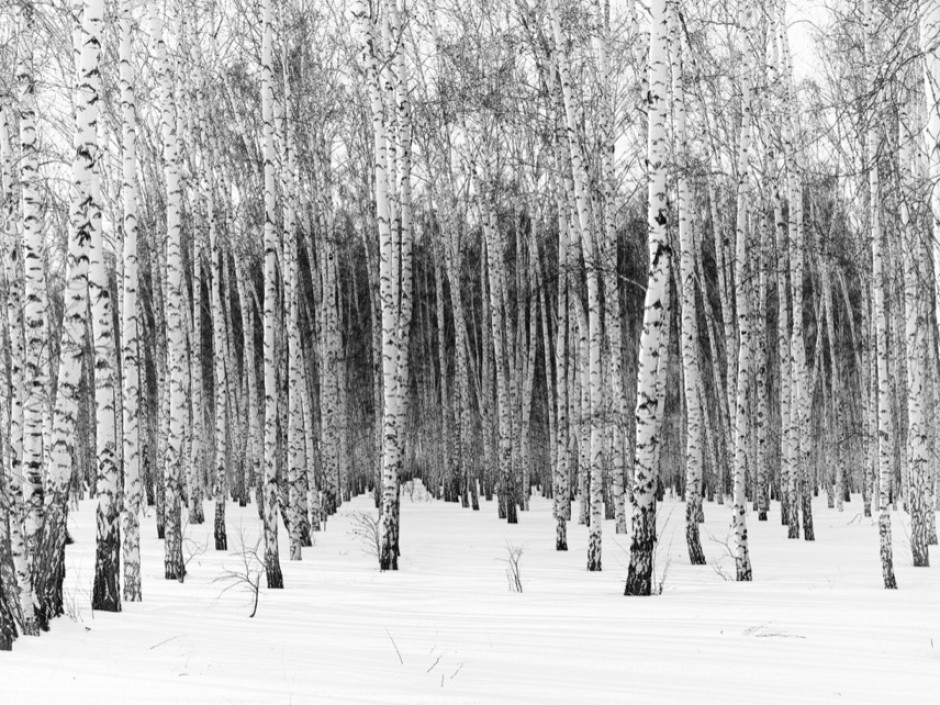 Winter forest