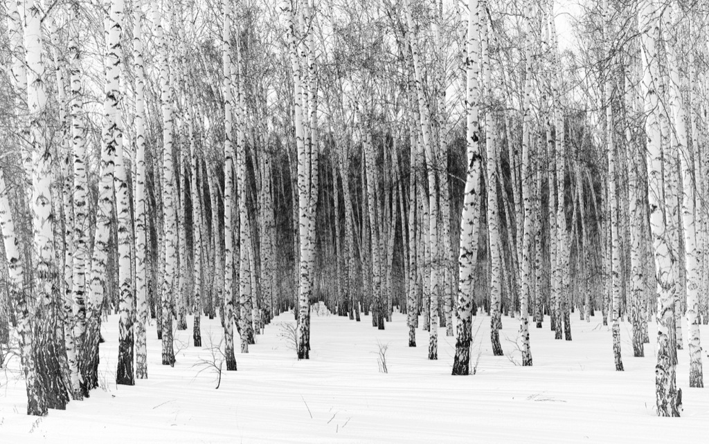 Winter forest