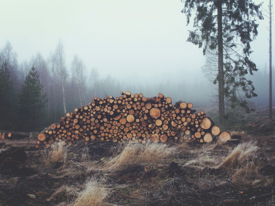 Wood Pile