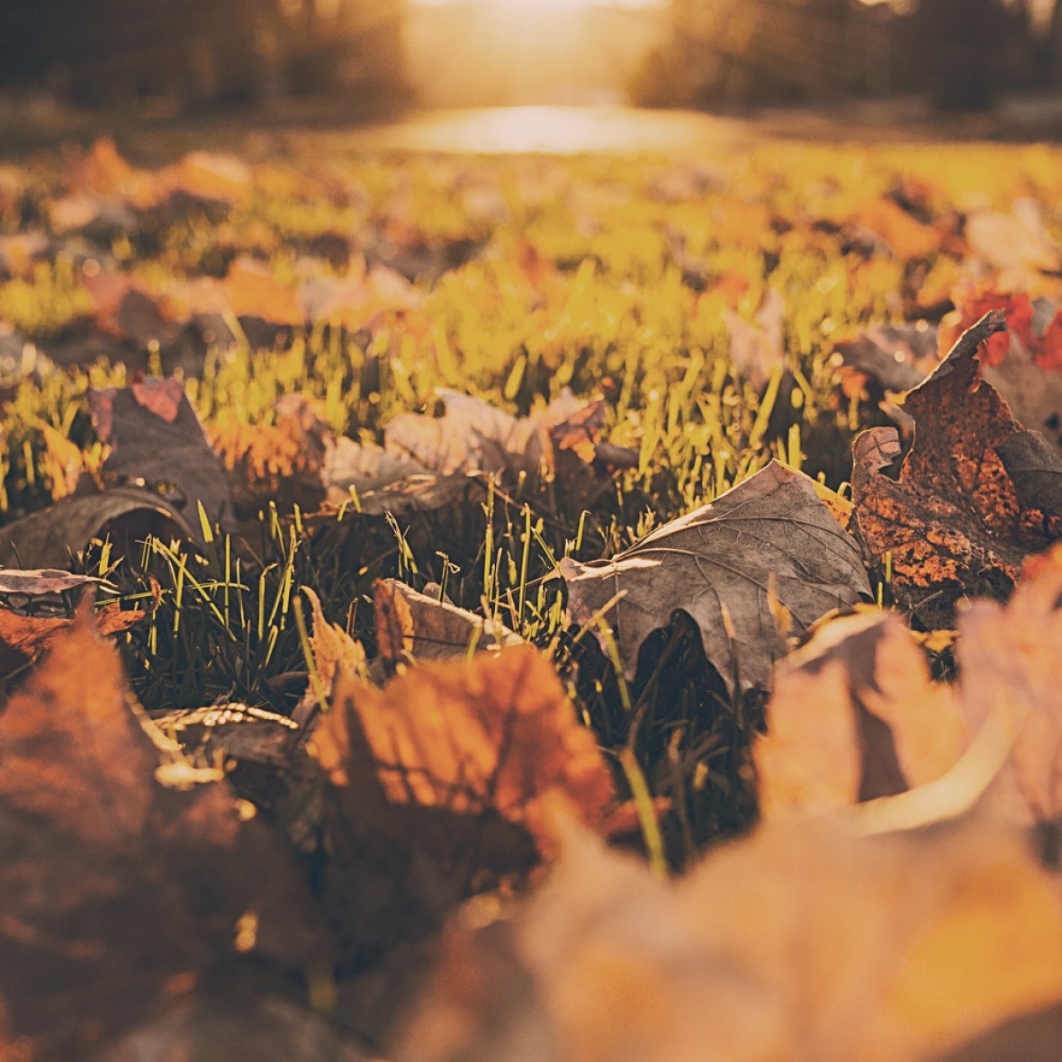 Signs of Autumns arrival